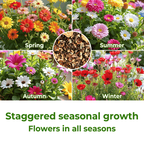 FloraBurst – Mixed Perennial Flower Seeds Collection