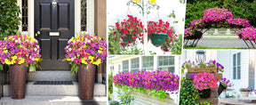 EverBloom – UV Resistant Artificial Petunias Flowers