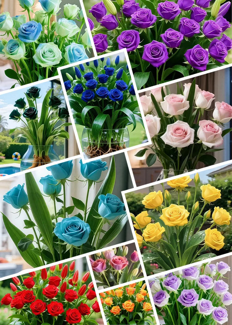 🌹 Hydroponic Roses – Bloom Without Soil! 🌹