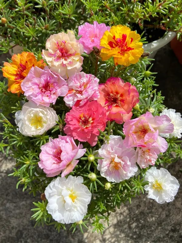 PetalNest – Easy-to-Grow Moss Rose Flower Seeds