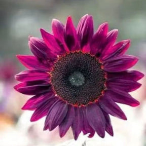 SunGiant – Rare Purple Sunflower Seeds