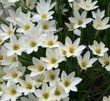 PetalBurst - Fast Bloom Flower Bulbs