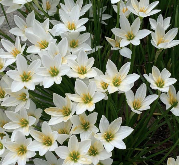 PetalBurst - Fast Bloom Flower Bulbs