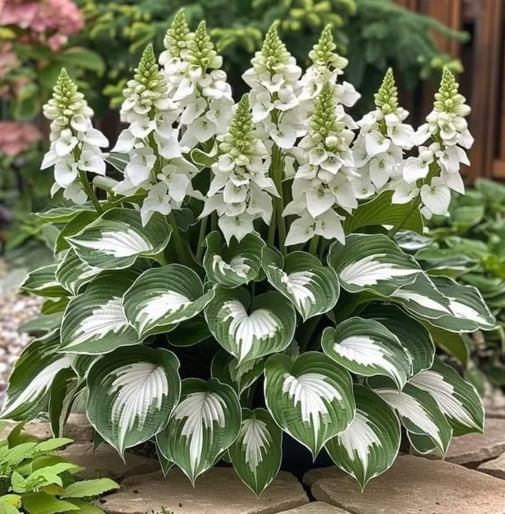 GardenÉlan – Rare Hosta Seeds for Home Gardens (100 Seeds)
