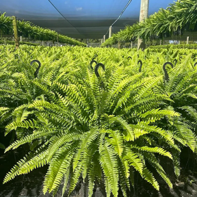 LeafLuxe – Realistic UV Protected Artificial Boston Fern
