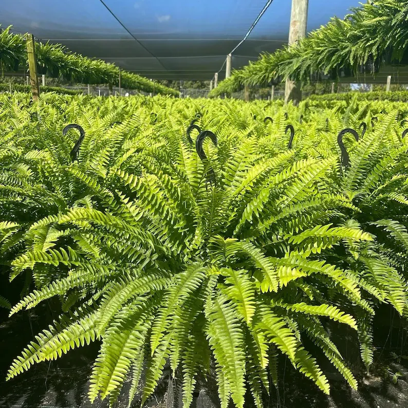 LeafLuxe – Realistic UV Protected Artificial Boston Fern