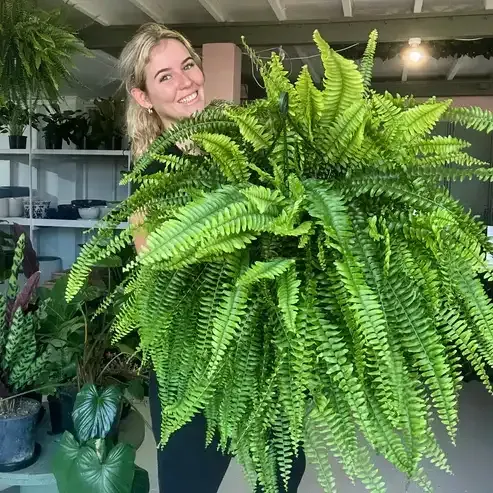 LeafLuxe – Realistic UV Protected Artificial Boston Fern