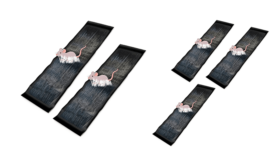CatchMax – Mouse Trap Mat