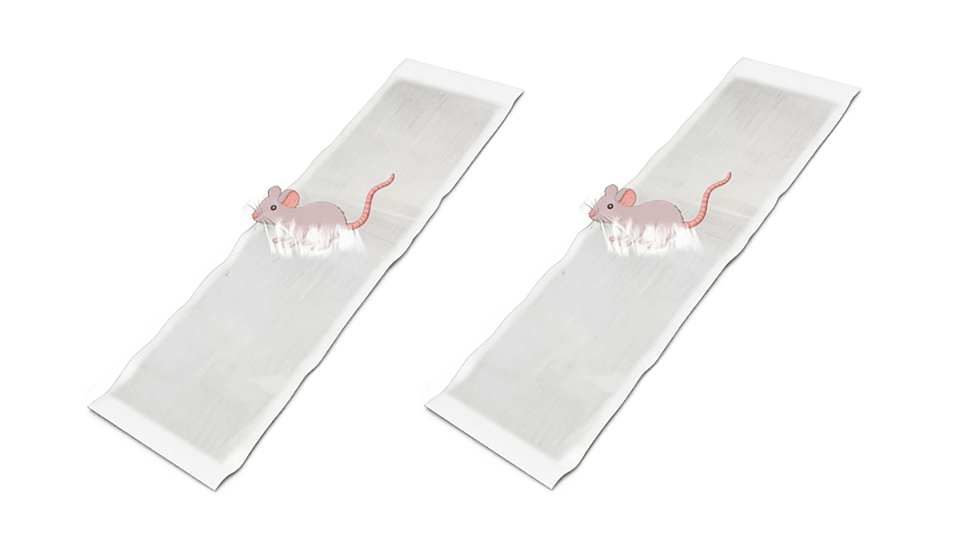CatchMax – Mouse Trap Mat