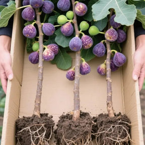 Mission Fig Seeds (Ficus carica) — Hardy, Easy-to-Grow Perennial Fruit Tree