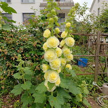 BloomMajesty – Premium Double Hollyhock Seeds