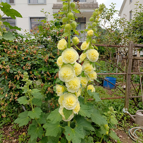 BloomMajesty – Premium Double Hollyhock Seeds