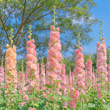 BloomMajesty – Premium Double Hollyhock Seeds