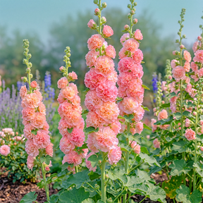 BloomMajesty – Premium Double Hollyhock Seeds