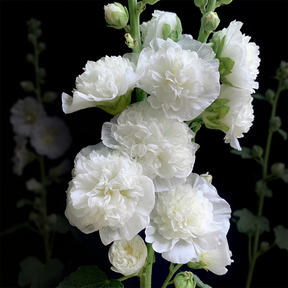 BloomMajesty – Premium Double Hollyhock Seeds