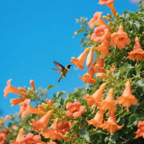 FloraAura "Hummingbird Carpet" – Epilobium garrettii Rainbow Burst Seeds