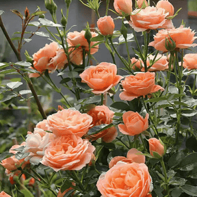 BloomVine – Beautiful Climbing Rose Seeds