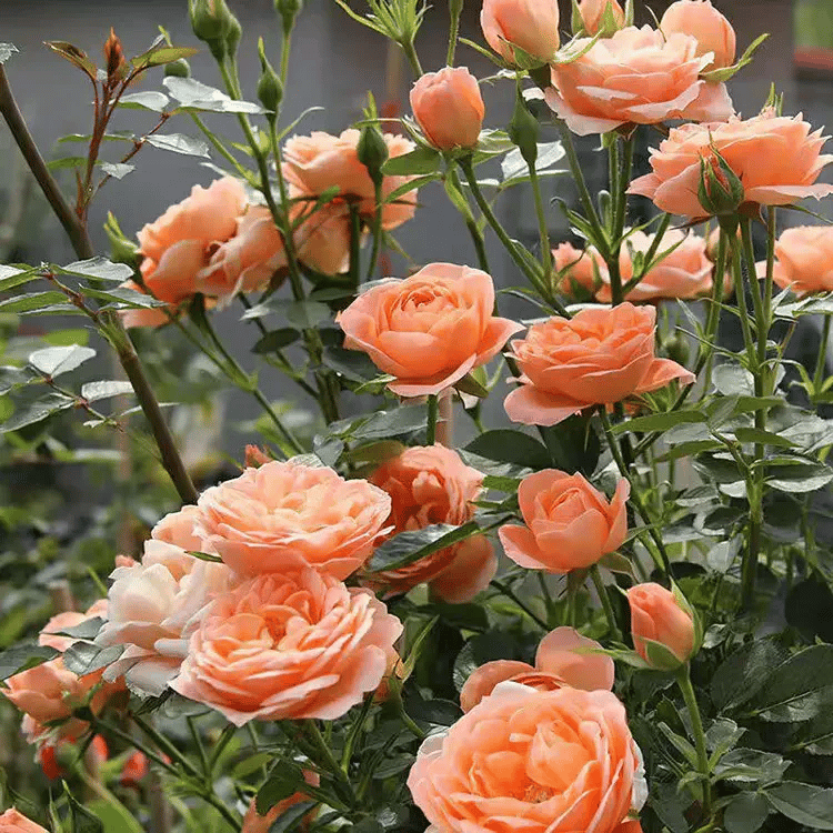 BloomVine – Beautiful Climbing Rose Seeds