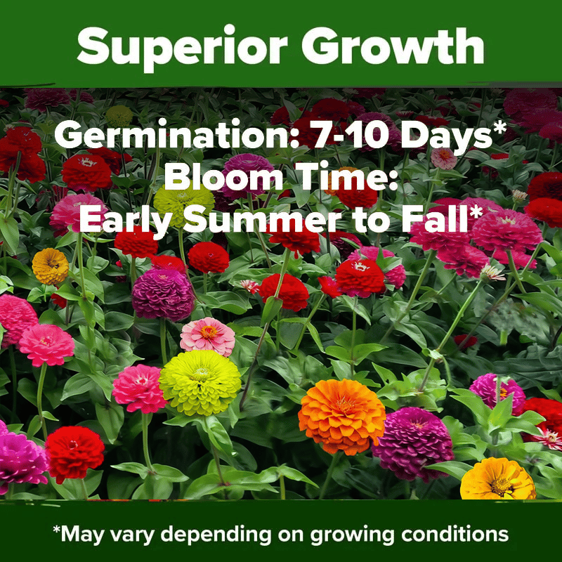 PurePetal – Zinnia Seeds for Vibrant Heirloom Flowers