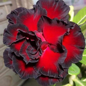 FloraOasis – Premium Desert Rose Plant Seeds