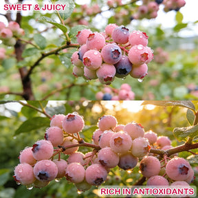 PinkDelight Berries – Premium Garden Seeds