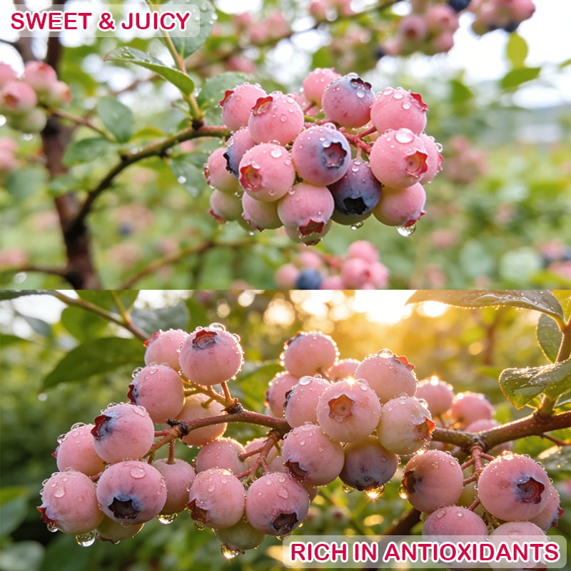 PinkDelight Berries – Premium Garden Seeds