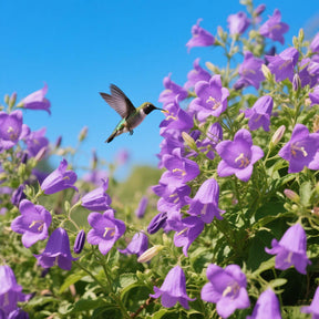 FloraAura "Hummingbird Carpet" – Epilobium garrettii Rainbow Burst Seeds