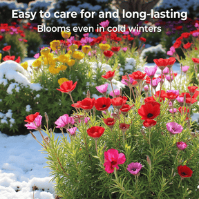 FloraBurst – Mixed Perennial Flower Seeds Collection
