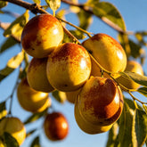 HarvestBloom – Jujube Tree Starter Kit