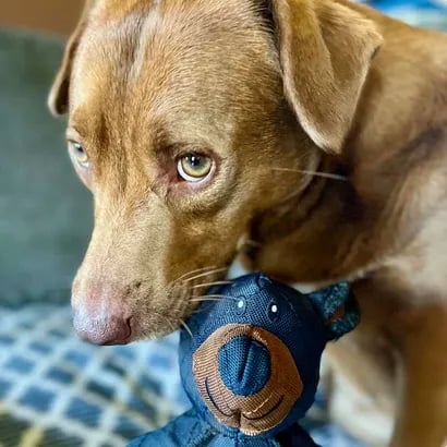 ToughPaws – Durable Unbreaka-Bear Dog Toy