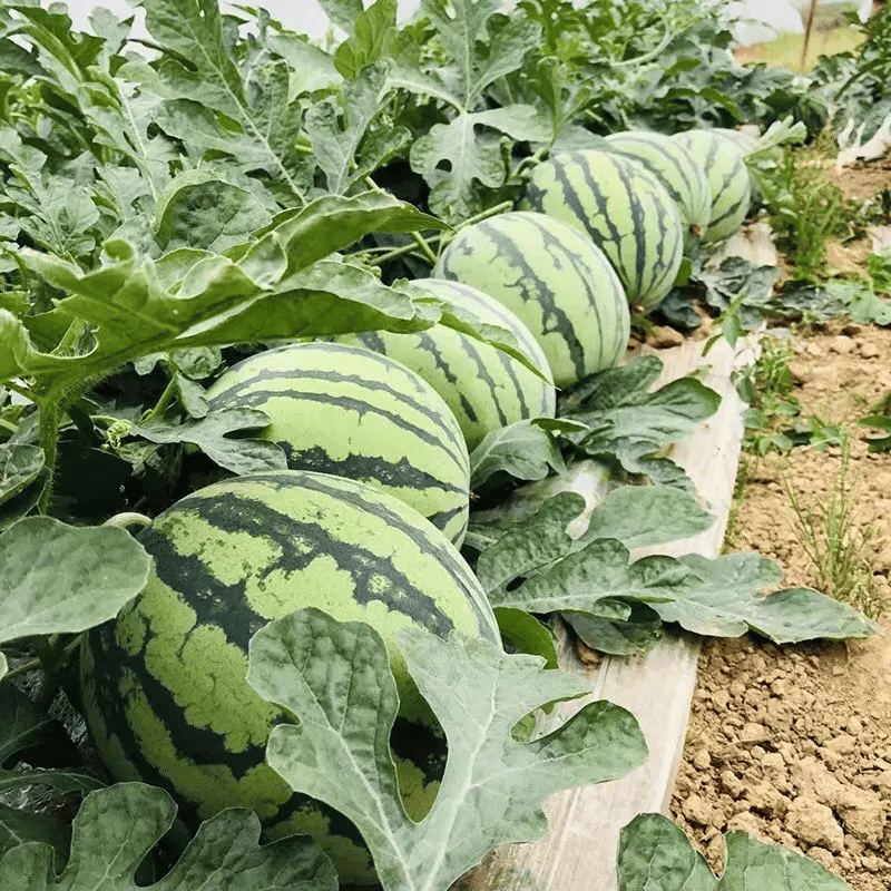 SeedHarvest – Heirloom Non-GMO Watermelon Seeds (50/100PCS)