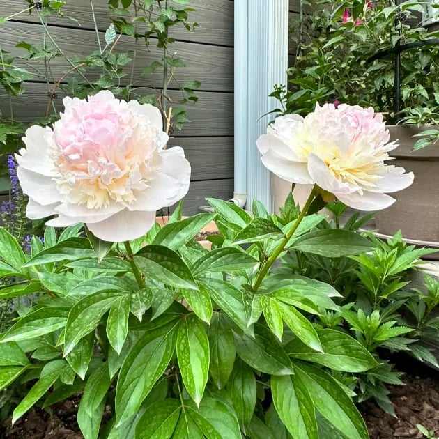 RoyalBloom - Luxurious Peony Flower Seeds | The Queen of Flowers