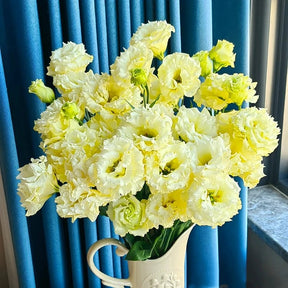 BloomRidge – Hardy Perennial Lisianthus Seeds