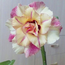 SunRose Garden – Desert Bloom Seeds