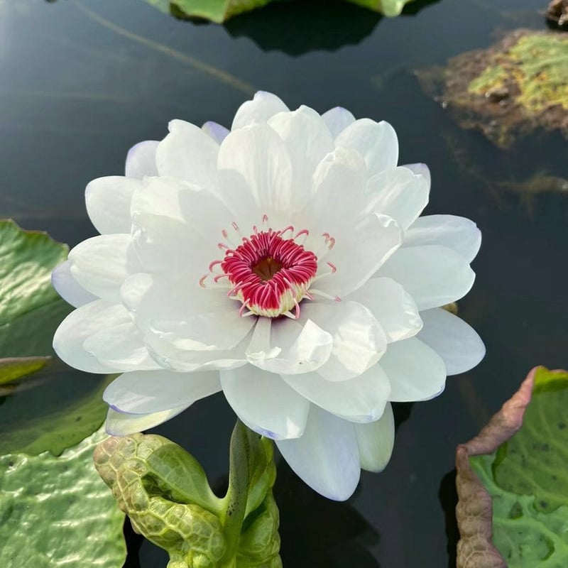 LotusBloom – The Sacred Bonsai Bowl Lotus Flower
