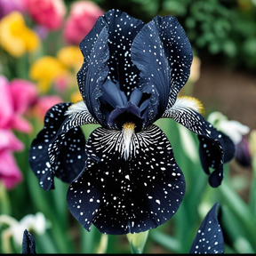 BloomAura – Exotic Tall Bearded Iris Flower