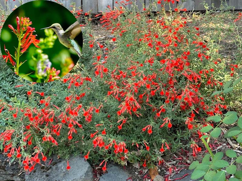 FloraAura "Hummingbird Carpet" – Epilobium garrettii Rainbow Burst Seeds