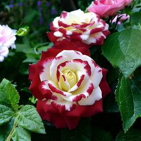 RoseLuxe – Rare Twin Red White Rose Flower Seeds