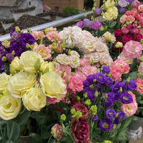 BloomRidge – Hardy Perennial Lisianthus Seeds