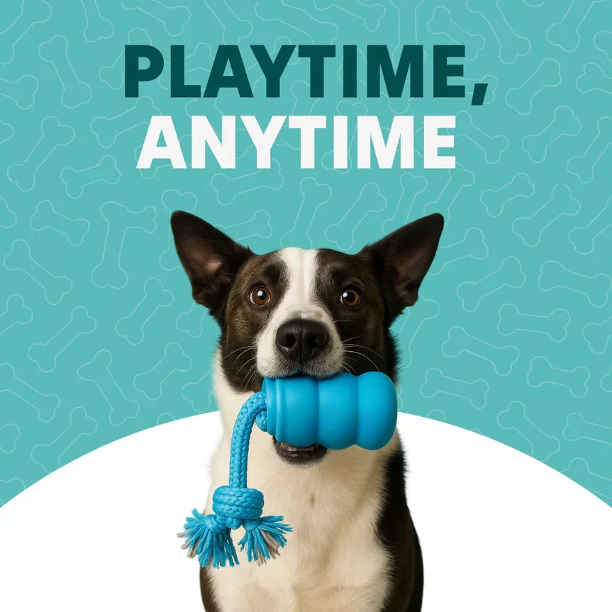 AuraBuddy – The Chase Buddy Smart Bouncing Dog Toy
