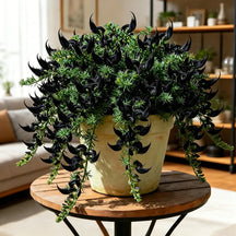 ParrotBloom – Rare Parrot Beak Spider Plant