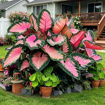 ColorBloom – Giant Multi-Color Caladiums Bulbs