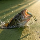 Predator Frog - Topwater Lure Designed for Bass, Pike & Snakehead