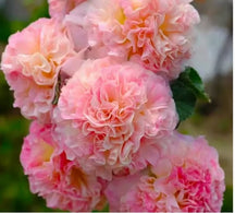 PollinatorPride - Double Hollyhock Seeds