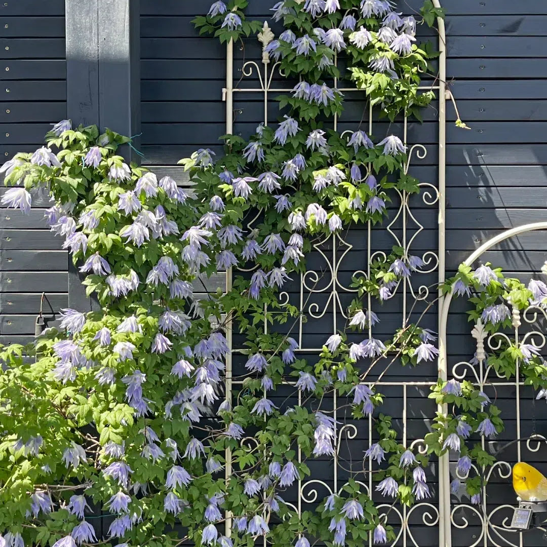 GardenGrace - Clematis Blooming Seeds