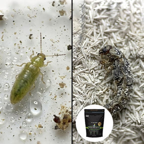 GreenShield – Organic Lawn Pest Repellent