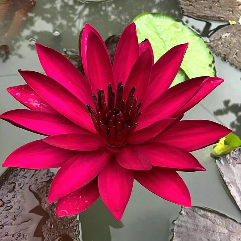 LotusBloom – The Sacred Bonsai Bowl Lotus Flower