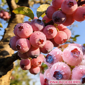 PinkDelight Berries – Premium Garden Seeds