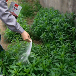 TerraStop – Fast Penetration Root Rot Treatment Granules