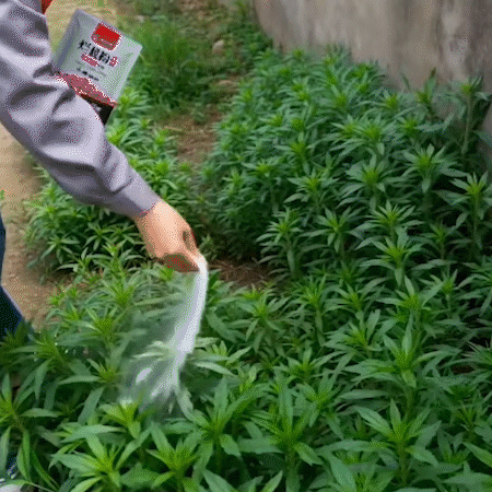 TerraStop – Fast Penetration Root Rot Treatment Granules